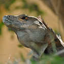 Black Spiny-tailed Iguana
