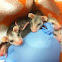 Opossum