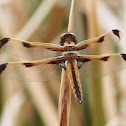 Bekkou-tonbo