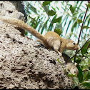 Gambian Sun Squirrel
