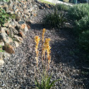 Kangaroo paw
