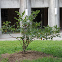 red horse chestnut