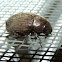 June beetle