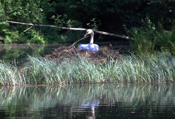 Spotting Image 1