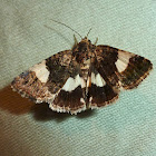 Four-spotted Moth