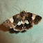 Four-spotted Moth