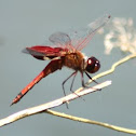 Carolina Saddlebags Dragonfly