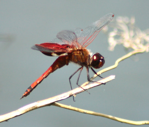 Spotting Image 1