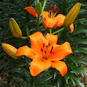 Lily (flamming) 火百合