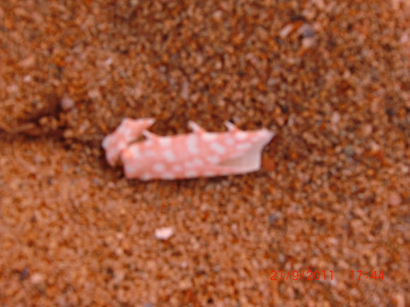 Spotting Image 1
