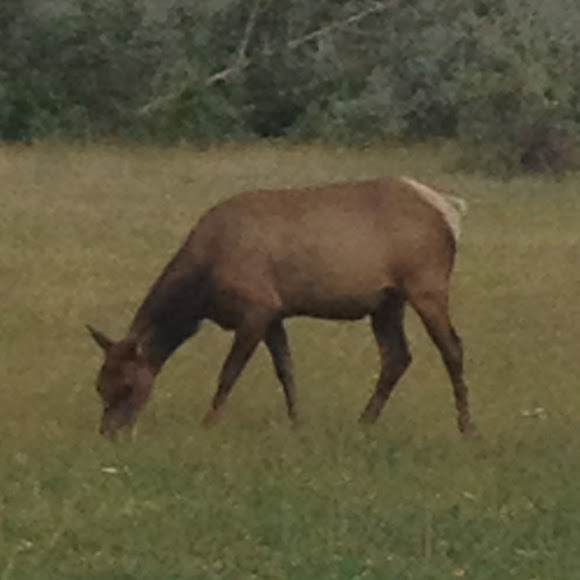 Spotting Image 1