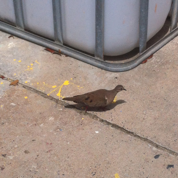 Spotting Image 1