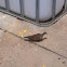 Ground dove