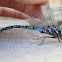 Canada Darner