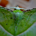 Emerald Moth