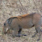 Common Warthog