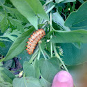caterpillar