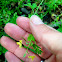 Yellow Corydalis