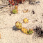 Prickly Pear