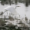 Great Egret