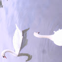 Mute Swan