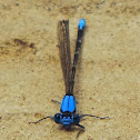 Blue-fronted Dancer
