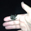 Leopard frog