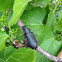 black beetle