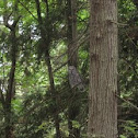 Western Barred Owl?