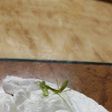 Mantis