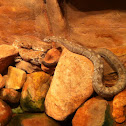 Black-Tailed Rattlesnake