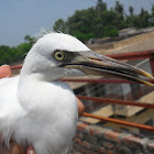 Little Egret
