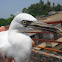 Little Egret