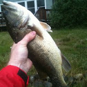 Largemouth Bass