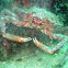 Spiny Spider Crab