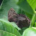 common wood nymph