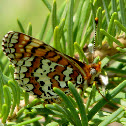Dotted Checkerspot
