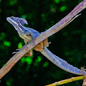 Jesus Christ Lizard (Basilisk)