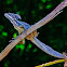 Jesus Christ Lizard (Basilisk)
