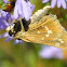 Leonard's Skipper