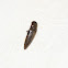 Click Beetle