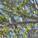 Prairie Merlin