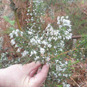 piorno branco (gal)