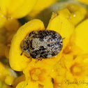 Carpet Beetle