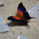Iole Daggerwing