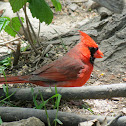 Northern Cardinal