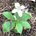 Bunchberry