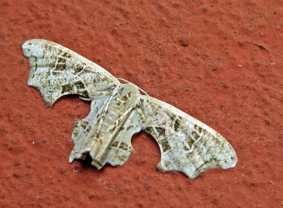 Spotting Image 1