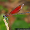 Euphaea ochracea