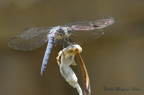Spotting Image 1